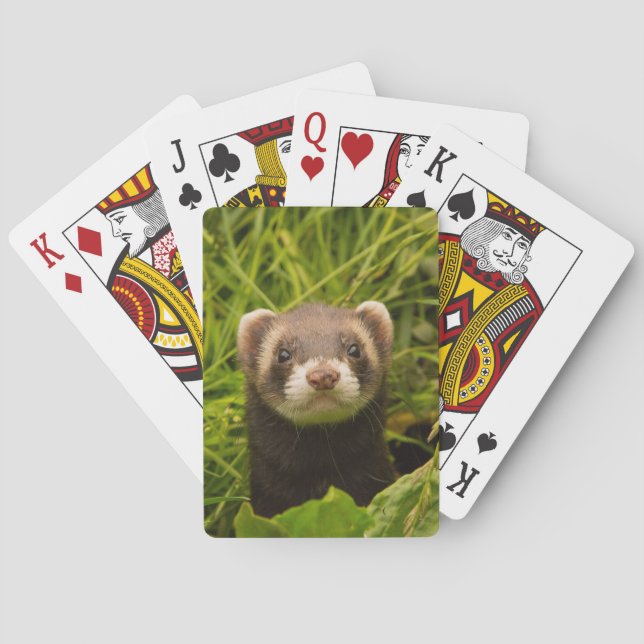 Jeu De Cartes Ferret Brown mignon dans l'herbe photo (dos)