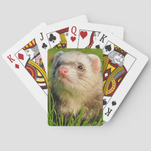Jeu De Cartes Ferret de sable dans l'herbe