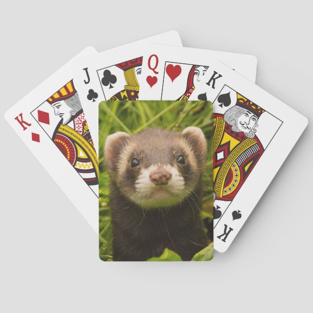 Jeu De Cartes Ferret pour animaux dans l'herbe (dos)
