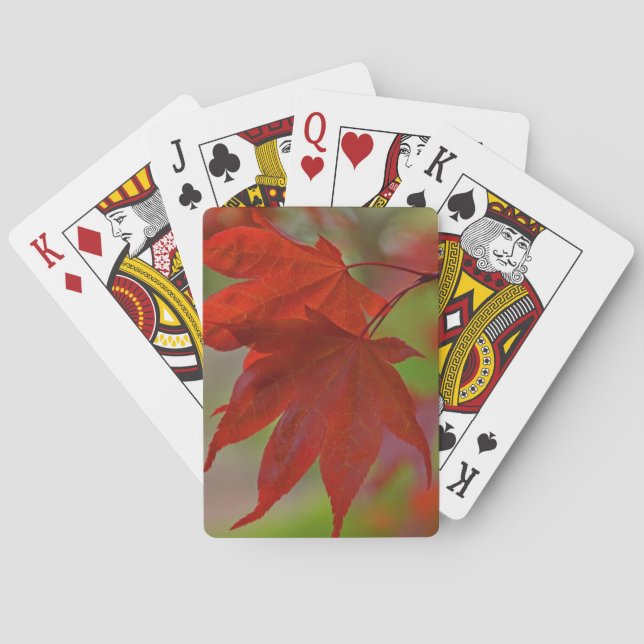 Jeu De Cartes Feuilles de l'arbre rouge (dos)