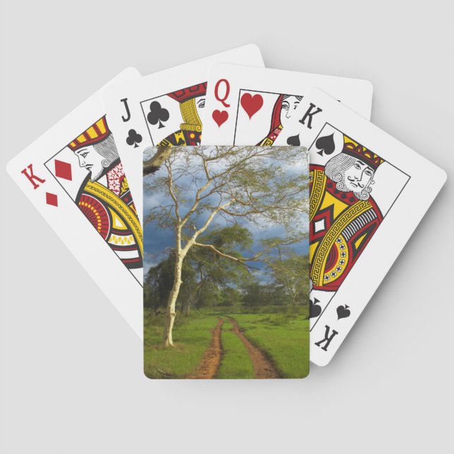 Jeu De Cartes Fever Tree (Acacia Xanthophloea) sur Dirt Track (dos)
