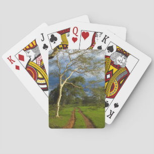 Jeu De Cartes Fièvre (Acacia Xanthophloea) Par Piste