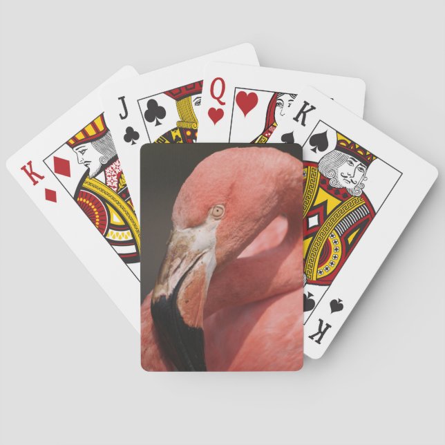 Jeu De Cartes Flamant du Chili, Phoenicopterus chilensis (dos)