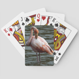 Jeu De Cartes Flamant rose des îles Galapagos
