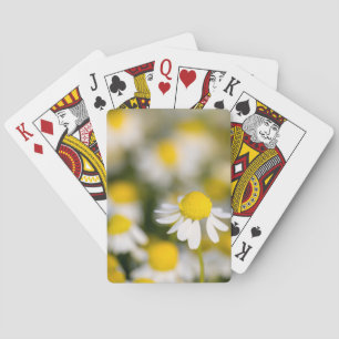 Jeu De Cartes Fleur de camomille en gros plan, Hongrie