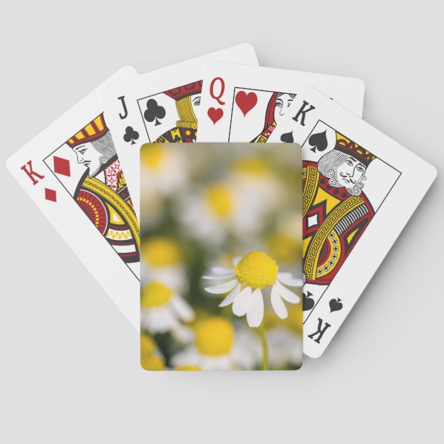 Jeu De Cartes Fleur de camomille en gros plan, Hongrie (dos)