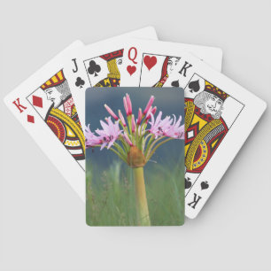 Jeu De Cartes Fleur de candélabre (Brunsvigia Radulosa), Umgeni