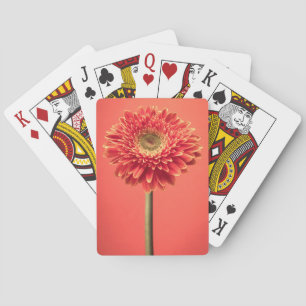 Jeu De Cartes Fleur rouge de marguerite de Gerbera de Barberton