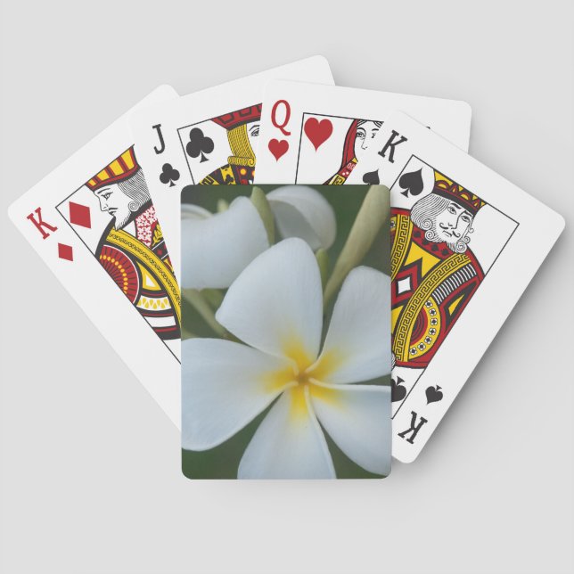 Jeu De Cartes Fleur Tropicale Blanche De Fidji (dos)
