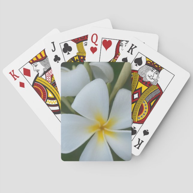 Jeu De Cartes Fleur Tropicale Blanche De Fidji (dos)