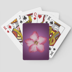 Jeu De Cartes Flore rose Adenium Violet rayé