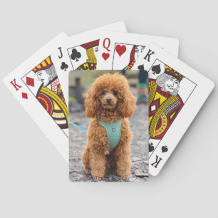 Jeu De Cartes Fluffy Brown Poodle Chien chiot