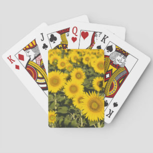 Jeu De Cartes France, Provence, Valensole. Champ de