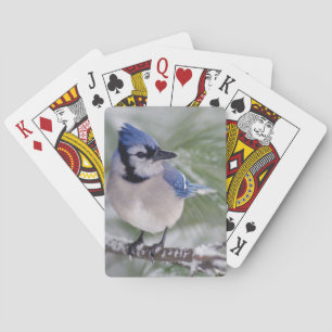 Jeu De Cartes Geai bleu, Cyanocitta cristata