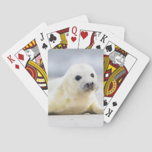 Jeu De Cartes Getty Images   Baby Seal