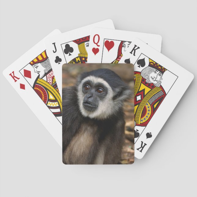 Jeu De Cartes Gibbon à mains blanches (Hylobates Lar), Monkeylan (dos)