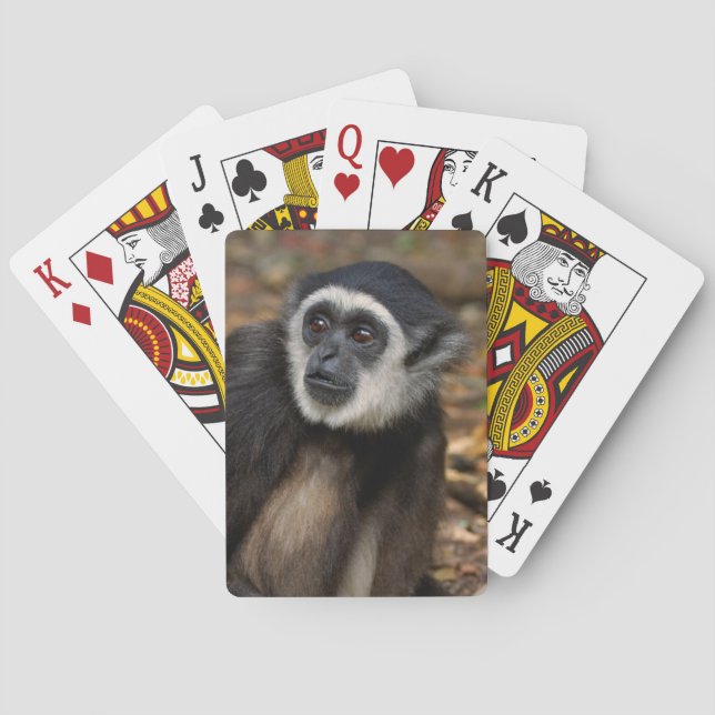 Jeu De Cartes Gibbon à mains blanches (Hylobates Lar), Monkeylan (dos)
