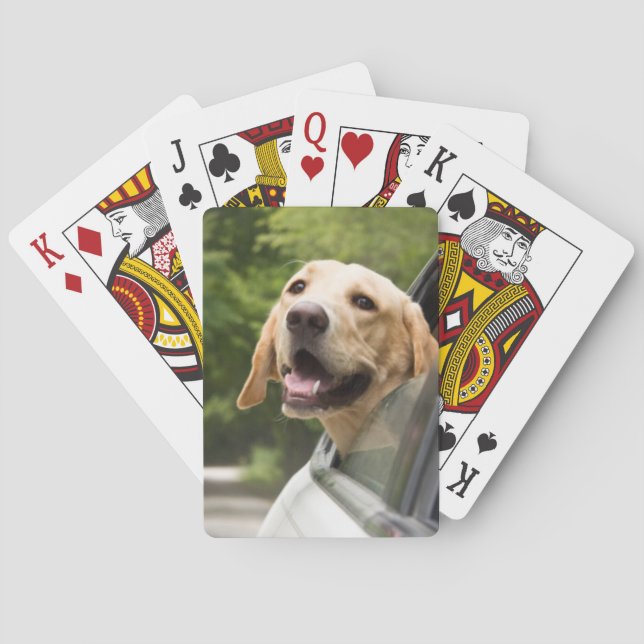 Jeu De Cartes Golden Labrador In Rearview Mirror (dos)