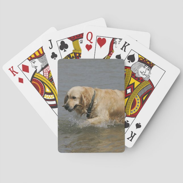 Jeu De Cartes Golden Retriever dans l'eau (dos)
