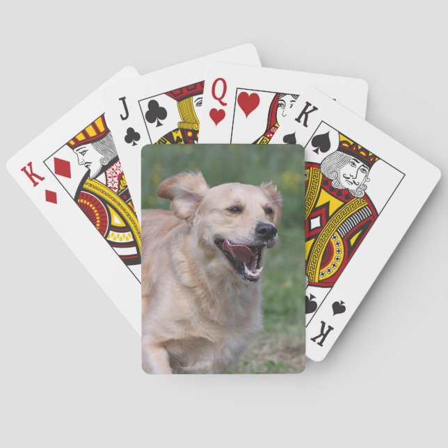 Jeu De Cartes Golden Retriever en course 1 (dos)