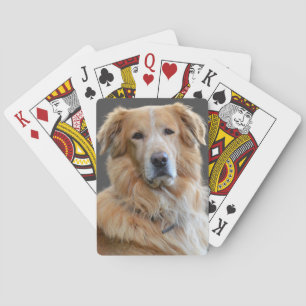 Jeu De Cartes Golden Tetriever Chien Isolé