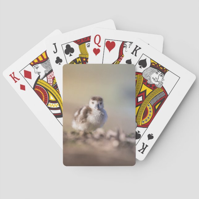 Jeu De Cartes Goose Chick Nature Photo (dos)