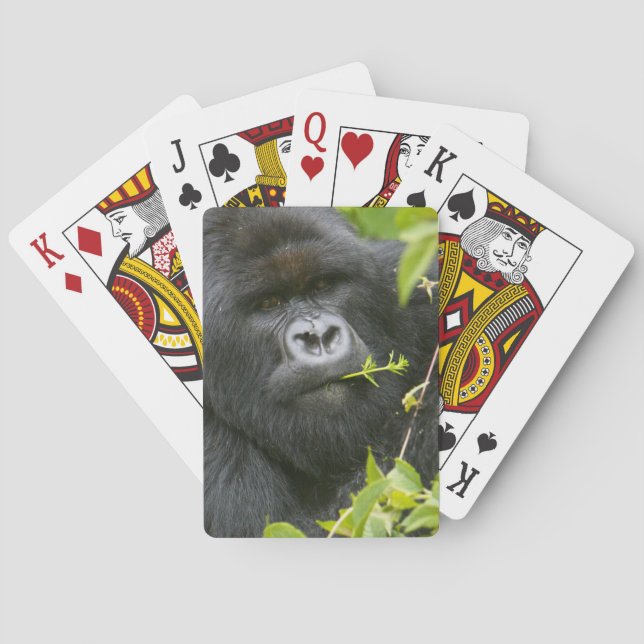Jeu De Cartes Gorilla de Silverback Mountain (dos)