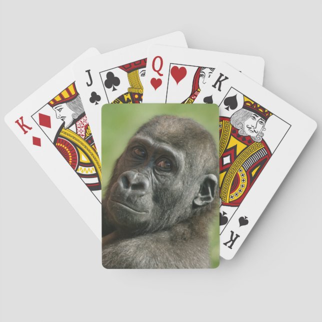 Jeu De Cartes Gorilla Youngster (dos)