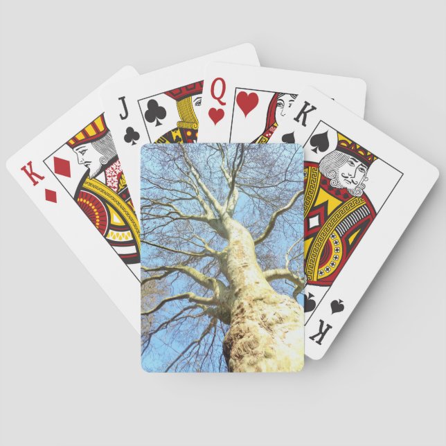 Jeu De Cartes Grandes Branches d'arbre ensoleillé dans Ciel bleu (dos)