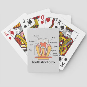 Jeu De Cartes Graphique d'anatomie des dents