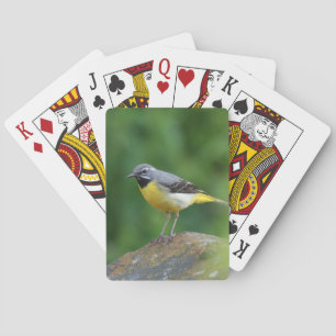 Jeu De Cartes Gray Wagtail - oiseau
