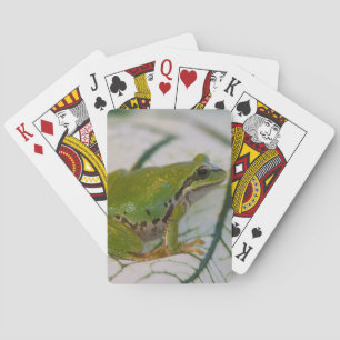 Jeu De Cartes Grenouille arboricole du Pacifique sur des fleurs