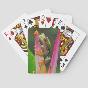 Jeu De Cartes Grenouille aux yeux rouges, Costa Rica
