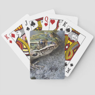 Jeu De Cartes Grenouille de léopard du nord, île transparente,
