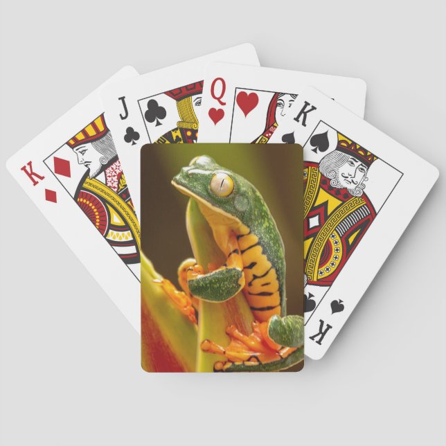 Jeu De Cartes Grenouille de singe de Tigre (dos)