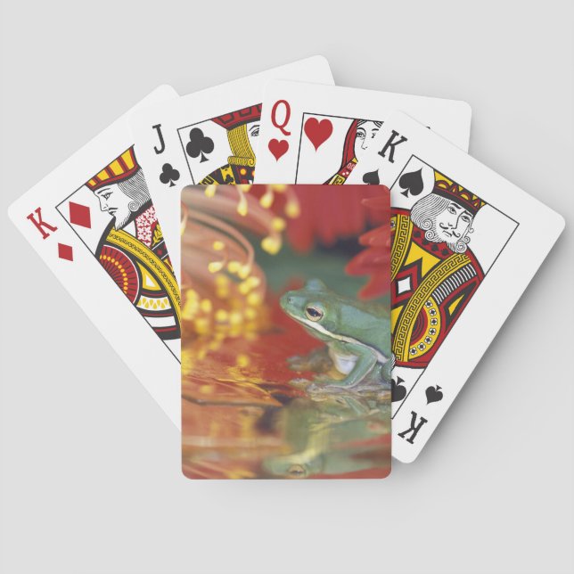 Jeu De Cartes Grenouille et reflets parmi les fleurs. Crédit : (dos)