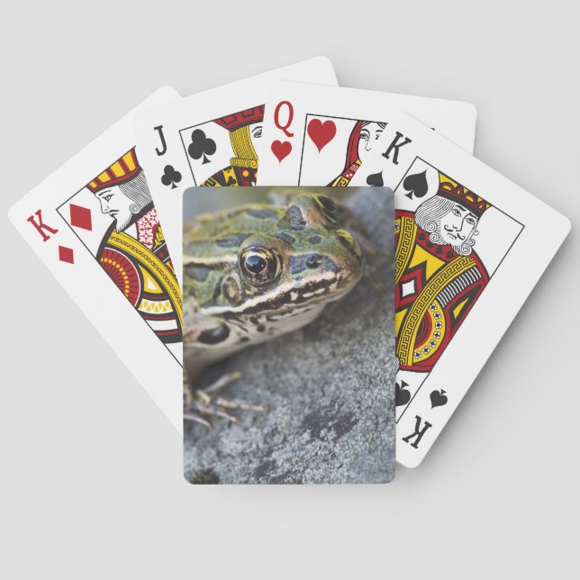 Jeu De Cartes Grenouille léopard du nord, Île transparente, (dos)