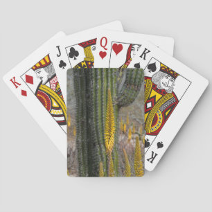 Jeu De Cartes Gros plan sur cactus et agave
