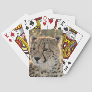 Jeu De Cartes Gros plan sur les guépards