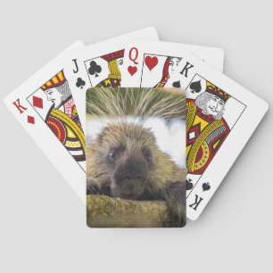 Jeu De Cartes Gros plan sur un porc-épic dans un arbre