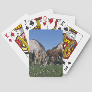 Jeu De Cartes Groupe d'Appaloosa