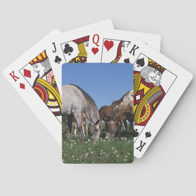 Jeu De Cartes Groupe d'Appaloosa (dos)