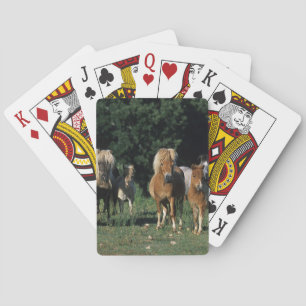 Jeu De Cartes Groupe de poulains miniatures