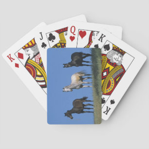 Jeu De Cartes Groupe des Arabes