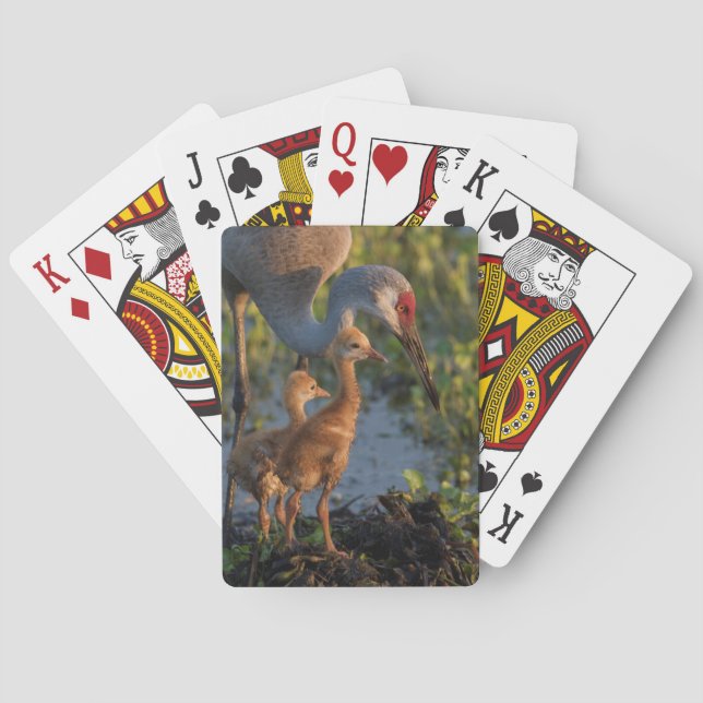 Jeu De Cartes Grue du Canada avec poussins, Floride (dos)