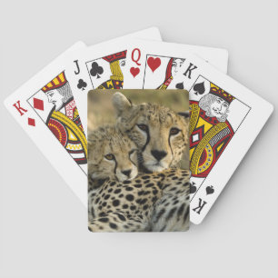 Jeu De Cartes Guépard, Acinonyx jubatus, avec son petit dans le 