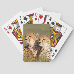 Jeu De Cartes Guépard couché dans l'herbe, Ngorongoro Conservati