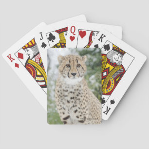Jeu De Cartes Guépard dans la neige