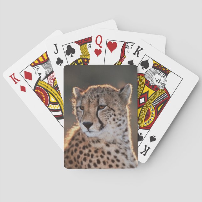 Jeu De Cartes Guépard regard détourné (dos)