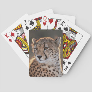 Jeu De Cartes Guépard regardant ailleurs